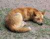 Very Cute Exquisite Shiba Available
