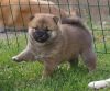 affectionate Shiba inu pups for good homes