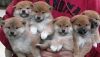 Home raised Shiba Inu Puppies