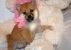Akc Shiba Inu Puppies For Adoption