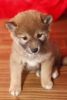 Two Shiba Inu Puppies now available now