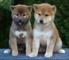 Shiba Inu Puppies for good homes