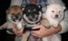 exceptional male and female Shiba Inu