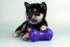 Shiba Inu puppies for sale