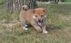 Healthy And Kids Friendly Shiba Inu Puppies