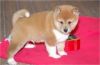 Shiba Inu Puppies For Sale Now