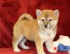 Very adorable and cute Shiba inu pups available