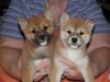 Adorable male and female Sihba Inu