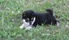 House Trained Shiba Inu Puppies (xxx)xxx-xxxx