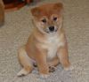Gorgeous shiba inu puppies for great homes