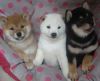 Shiba Inu Puppies for Sale