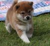 Magnificent Home Raised Shiba Inu Puppies
