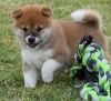 Healthy Shiba Inu puppies for sale