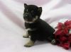 Healthy home raised Shiba Inu puppies for homing now