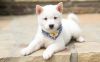 Lovely Shiba Inu puppies for sale