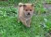 Healthy Shiba Inu Puppies For Sale