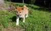 Both Shiba Inu Puppies Ready To Go Now