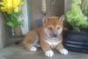 Cute Shiba Inu puppies available now for sale