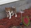 New litter of Shiba Inu Puppies For Sale