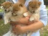 Shiba Inu Puppies Ready For A New Home