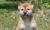 Healthy Shiba inu puppies for adoption