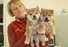 Fun-Loving and Sweet Shiba Inu Puppies Fun-Loving and Sweet Shiba Inu