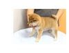 Jess Japanese shiba inu puppies for sale