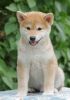 Affectionate Shiba Inu Puppies for Sale. (xxx) xxx-xxx7
