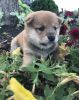 Lovely home puppies Shiba Inu