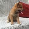 Both Male and Female Shiba Inu Puppies for Sale