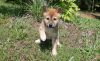 Lovely Shiba inu puppies for adoption
