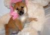 exceptional male and female Shiba Inu puppies