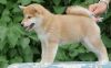 Male and female Shiba Inu puppies for sale