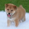 Outstanding Male and Female Shiba Inu puppies