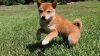 excellent shiba inu [puppies for rehoming to a new found home