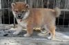 Cute and lovely Shiba Inu puppies available