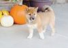 Potty Trined Shiba Inu puppies For Adoption