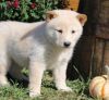 AKC Reg. Shiba Inu Puppies available