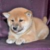3 Affordable & Adorable Male Shiba Inu Puppies Left!!