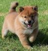 Socialized Male and female Shiba Inu puppies