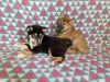 Shiba Inu Puppies For Adoption