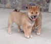 special little Shiba inu puppies now.