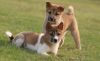GORGEOUS male and female Shiba Inu Puppies.