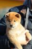 Gorgeouse Male and Female Shiba Inu Puppies Available for Sale