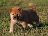 Desirable Shiba Inu puppies. Text (xxx) xxx-xxx7