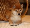 Talented Male and female Shiba Inu Pups Ready Now