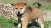 AKC Registered Shiba Inu Puppies