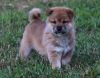 Adorable Shiba Inu puppies for sale!