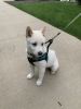 White Shiba pure breed 3 1/2 months old