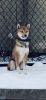 Pure breed Red Shiba Inu for sale